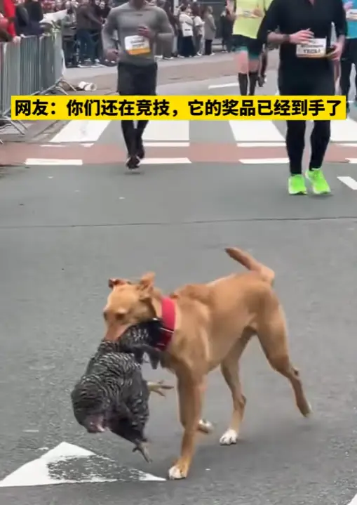 北京马拉松奖牌_奖品马拉松北京哪里领_北京马拉松奖品