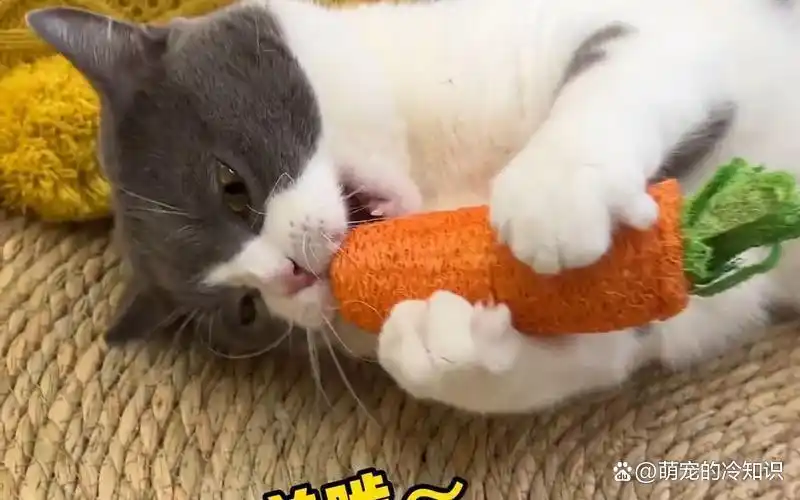 萝卜吃法大全集_萝卜简单吃法_生活小窍门吃萝卜